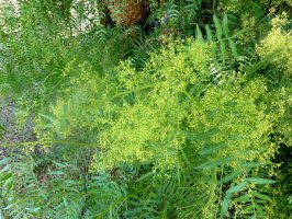 Pepřovec brazilský - Schinus terebinthifolius