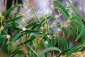 Blahovičník kulatoplodý - Eukalyptus