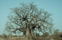 Baobab - Adansonia digitata