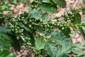 Zelená káva - Coffea arabica