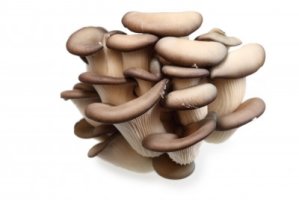 Hlíva ústřičná - Pleurotus ostreatus