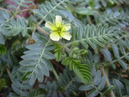 Kotvičník zemní - Tribulus terrestris