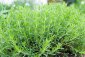 Pelyněk kozalec - Artemisia dracunculus