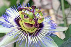 Mučenka pletní - Passiflora incarnata