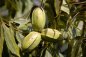 Pekanové ořechy - Carya illinoinensis