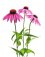 Echinacea purpurea - třapatka