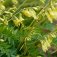 Kozinec blanitý - Astragalus membranaceus