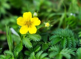 Mochna husí - Potentilla anserina