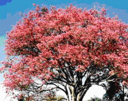 Lapacho - Tabebuia impetiginosa