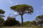 Píniové ořechy - Pinus pinea