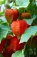 Mochyně peruánská - Goldenberries