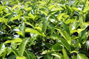Čaj - Camellia sinensis