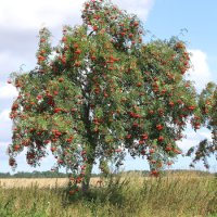 Jeřáb ptačí - Sorbus aucuparia