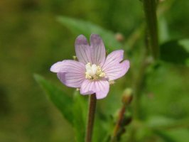 Vrbovka malokvětá - Epilobium parviflorum