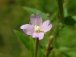 Vrbovka malokvětá - Epilobium parviflorum