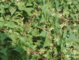 Rdesno mnohokvěté - Polygonum multiflorum