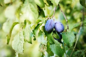 Švestka obecná - Prunus domestica