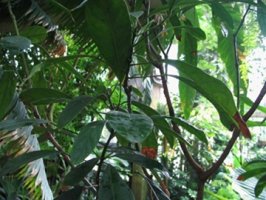 Kolový ořech - Cola acuminata
