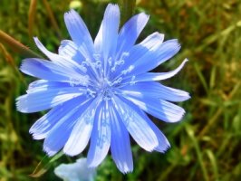 Čekanka obecná - Cichorium intybus