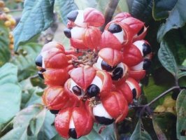 Guarana - Paullinia cupana