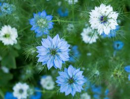 Černucha setá - Nigella sativa