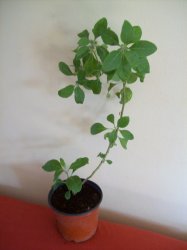Ašvaganda - vitánie živé rostliny