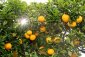 Pomerančovník hořký - Citrus aurantium