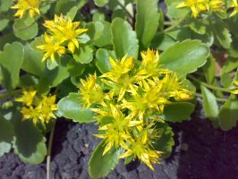 Rozchodnice růžová - Rhodiola rosea