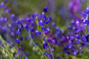 Vítod tenkolistý - Polygala tenuifolia