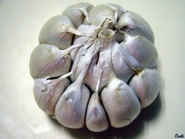 Česnek kuchyňský - Allium sativum