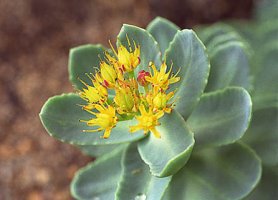 Rozchodnice růžová - Rhodiola