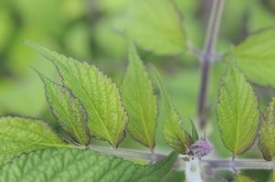 Šalvěj červenokořenná - Salvia miltiorrhiza