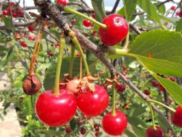 Višeň obecná - Prunus cerasus