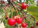 Višeň obecná - Prunus cerasus