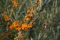 Rakytník řešetlákový - Hippophae rhamnoides