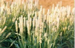 Psyllium - Plantago ovata