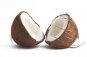 Kokosovník ořechoplodý - Cocos nucifera