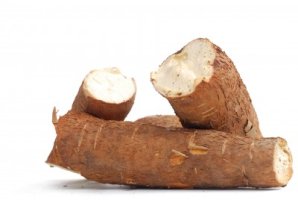 Yuca - Maniok - Manihot esculenta