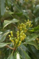 Hřebíčkovec kořenný - Syzygium aromaticum