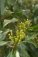 Hřebíčkovec kořenný - Syzygium aromaticum