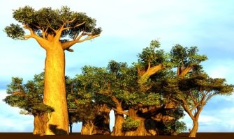 Baobab - Adansonia digitata