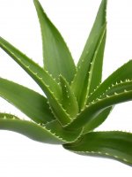 Aloe vera - Aloe pravá