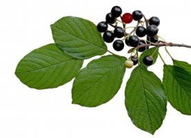 Maqui berry - Aristotelia chilensis