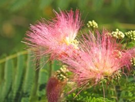 Albície hedvábná - Albizia julibrissin