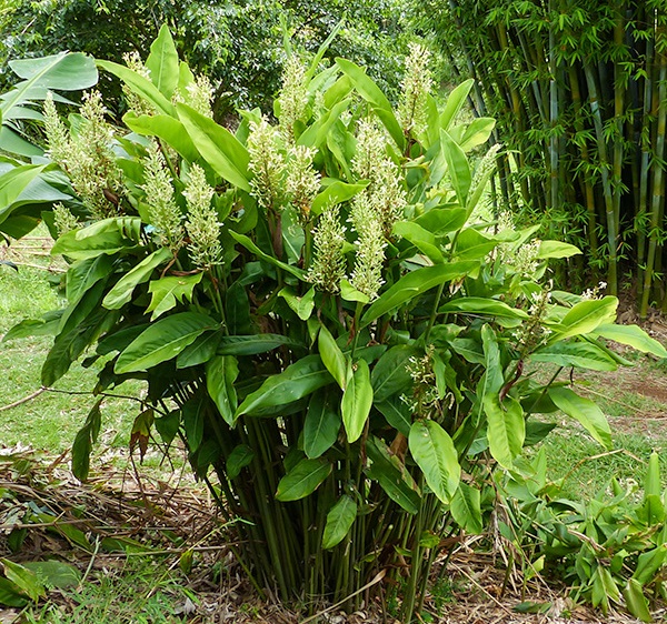 Galgan Lekarsky Latinsky Alpinia Officinarum (Alpinia officinarum, Galganu Lékařského) Galgan Lekarsky Latinsky Alpinia Officinarum