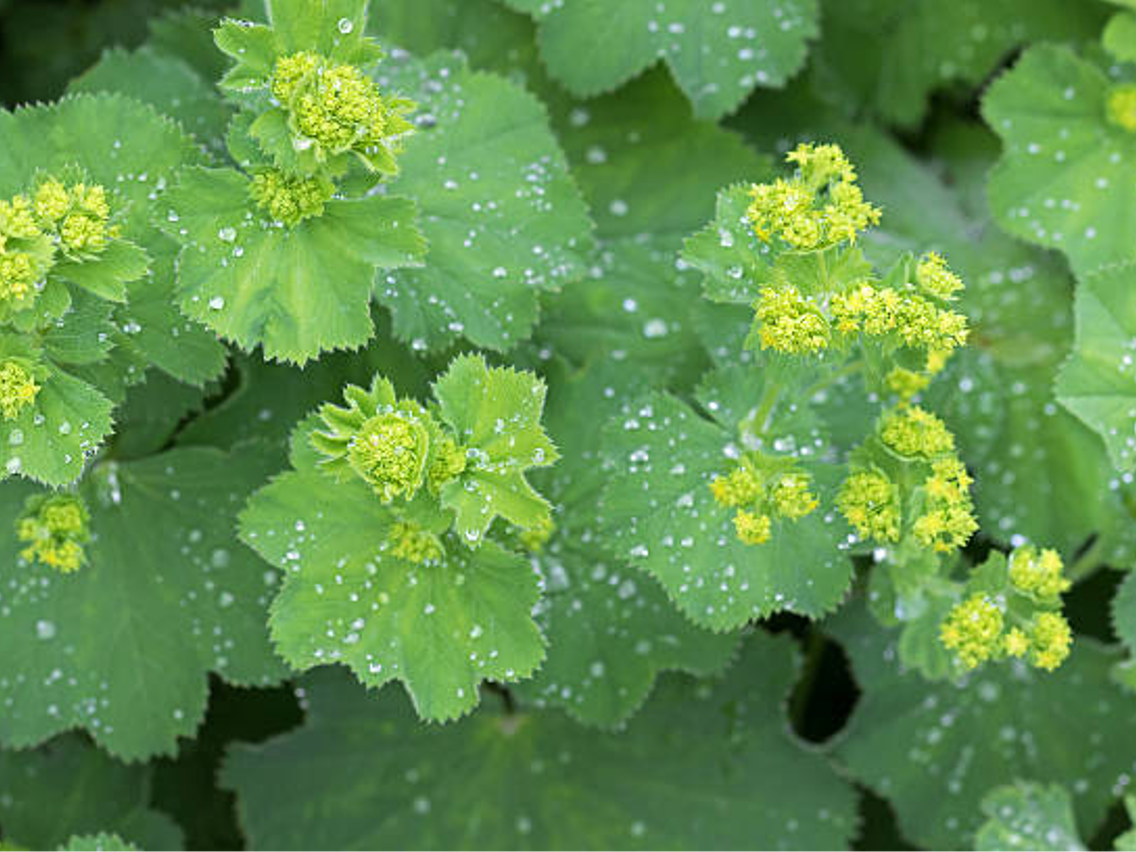 kontryhel-alchemilla-vulgaris-salviaparadise-cz
