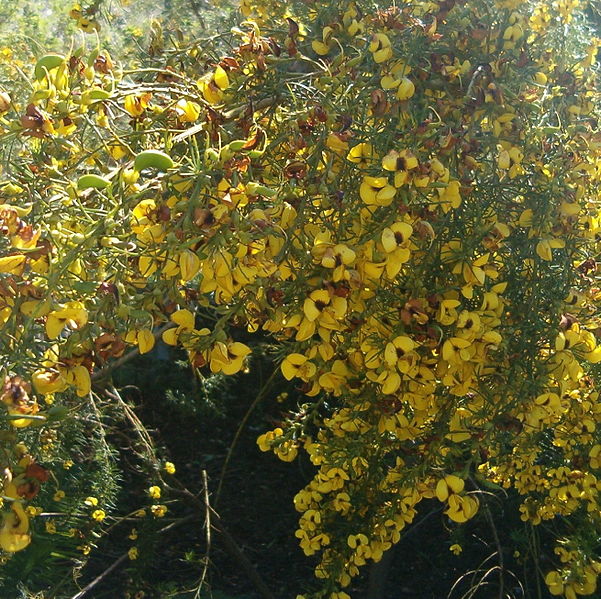 Honeybush - Cyclopia intermedia - SalviaParadise.cz