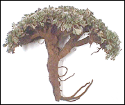Pasuchaca - Geranium dielsianum