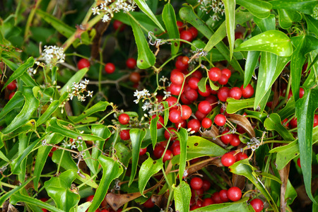 Smilax Lekarsky () Smilax Lekarsky