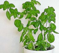 Bazalka posvátná - tulsí živé rostliny